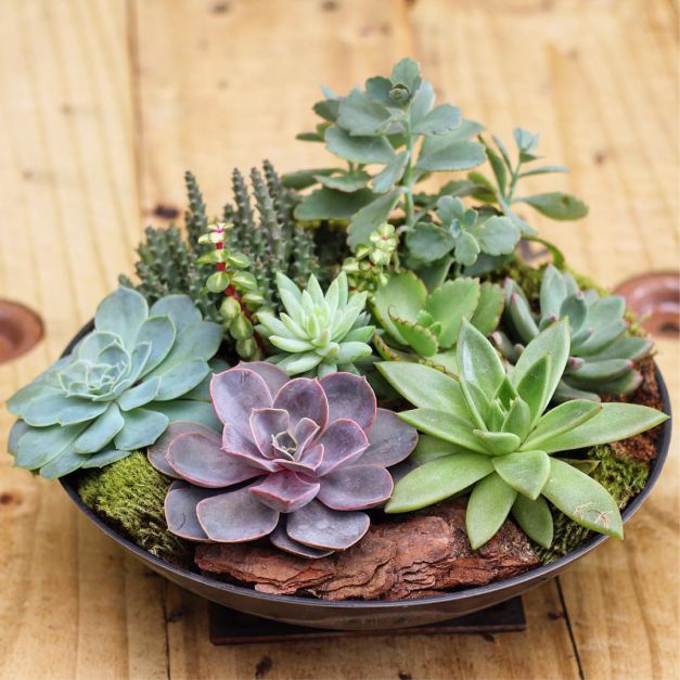 Hidratação Natural: Sabia Que Elas Liberam Vapor D'água? - inspiração 1