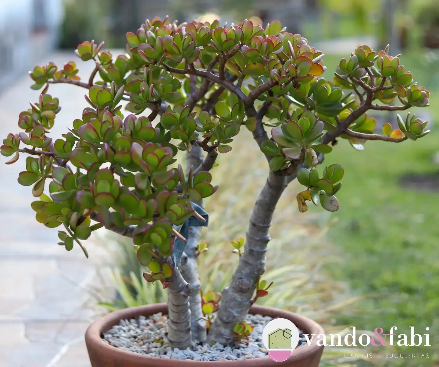 Aprenda a Propagar: Multiplique Sua Fortuna Verde Facilmente - inspiração 1