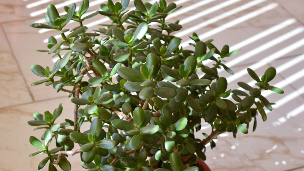 Sensação de Aconchego e Bem-Estar no Seu Lar - inspiração 1