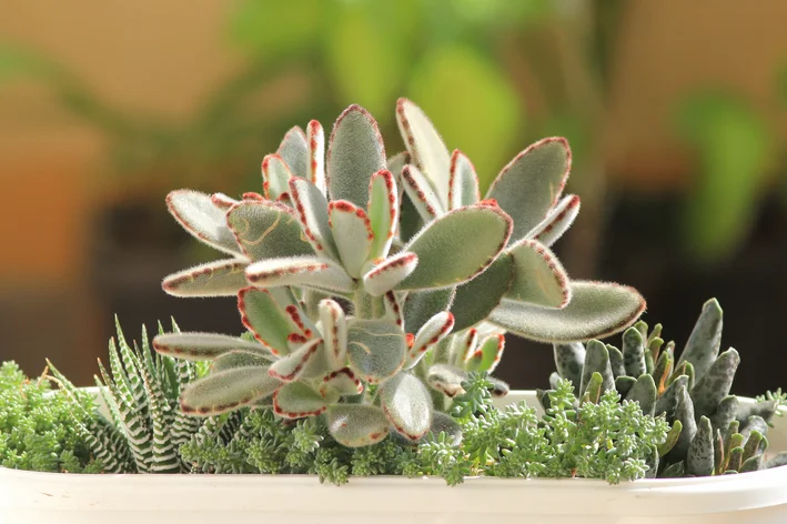 Sensação de Aconchego e Bem-Estar no Seu Lar - inspiração 2