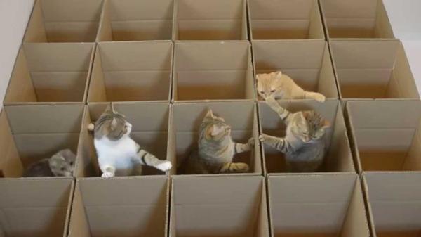 Arranhadores Naturais: Transformando Caixas em Paraísos para Unhas Afiadas - inspiração 1