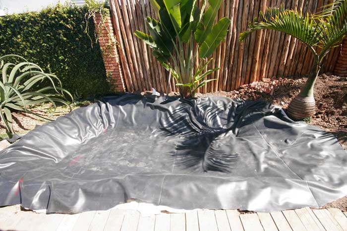 Introduzindo a Vida Aquática: Plantas e Peixes Ideais - inspiração 1