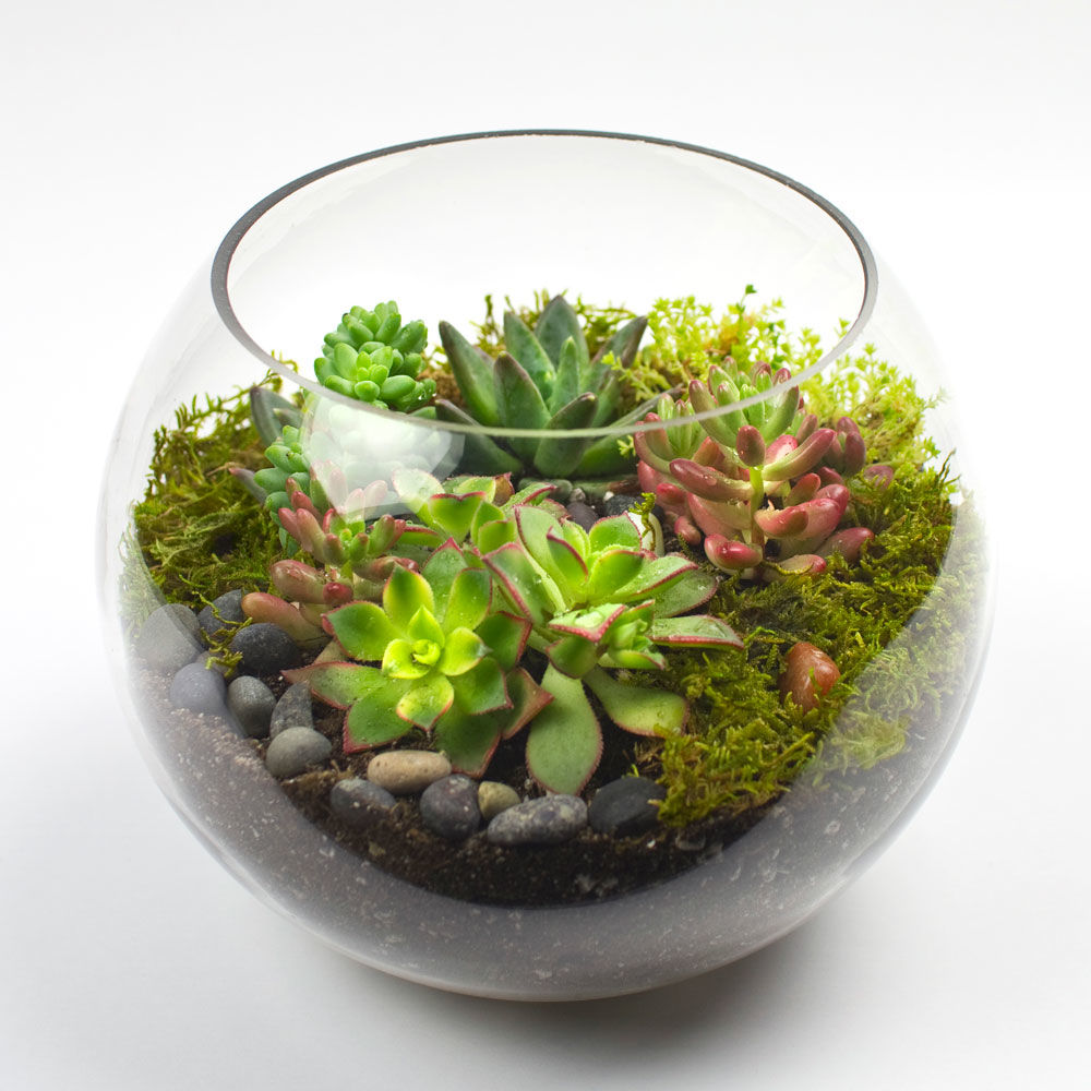 Seleção de Suculentas: Cores, Formas e Tamanhos - inspiração 2