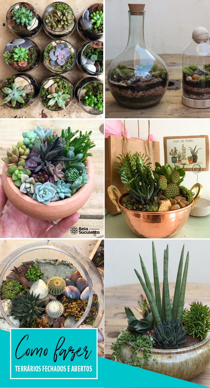 O Plantio Delicado: Dando Vida ao Seu Terrário - inspiração 2