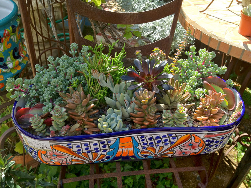 Rega Consciente: Evitando Excesso e Falta - inspiração 1