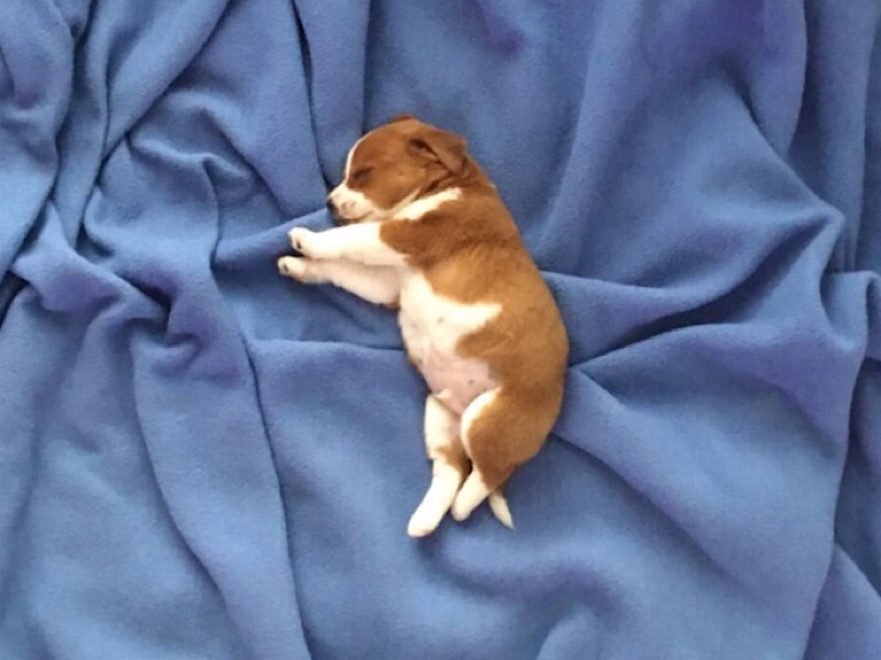 Próximos Passos: Incentivando o Amor pelos Animais, Adotados ou Não - inspiração 1