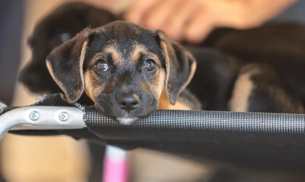 Como Lidar com a Emoção das Crianças Diante de Tantos Animais - inspiração 2