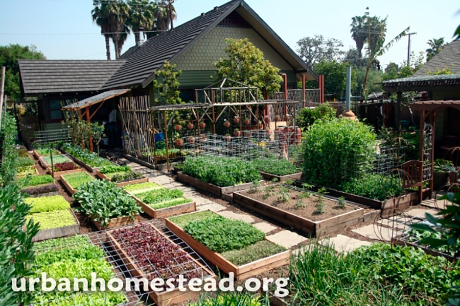 Começando sua Horta: Do Planejamento à Colheita - inspiração 1