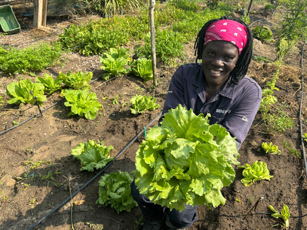 Escolhendo os Melhores Vasos e Espaços para sua Horta - inspiração 2