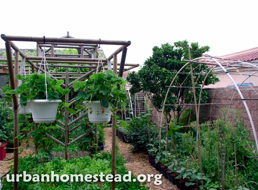 Pragas e Doenças: Soluções Naturais que Funcionam - inspiração 1