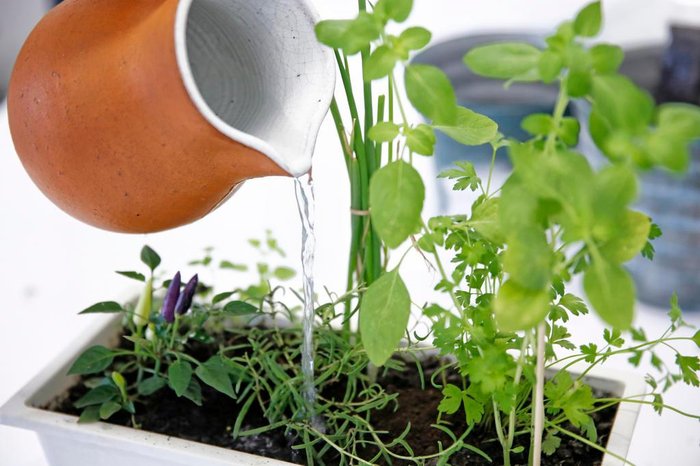 Entendendo a sede das suas plantinhas: Sinais de alerta - inspiração 1