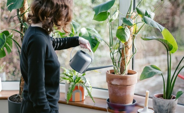 A importância da quantidade certa de água: Nem muito, nem pouco - inspiração 1