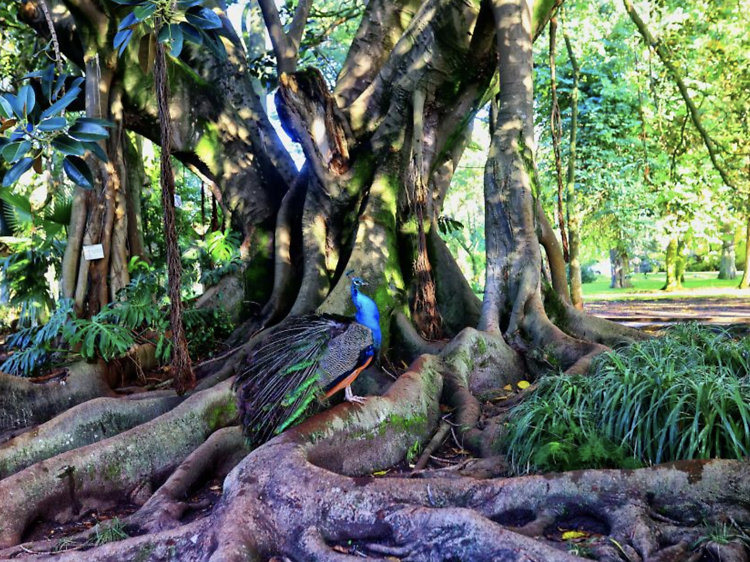 Jardim Botânico de Brooklyn, Nova York: Um Refúgio Urbano com Diversas Coleções Temáticas - inspiração 1