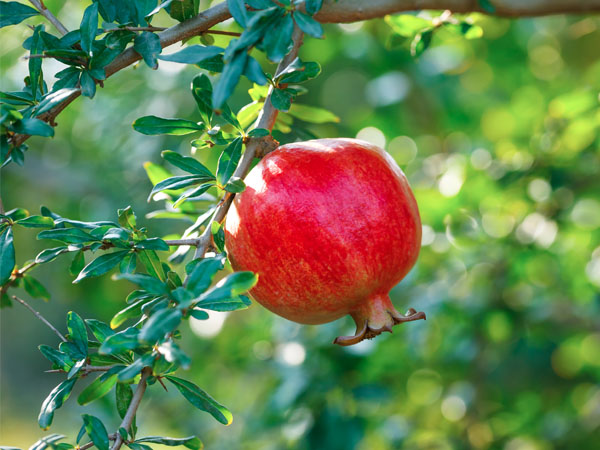Pitangueira: O Sabor Do Cerrado Brasileiro - inspiração 1