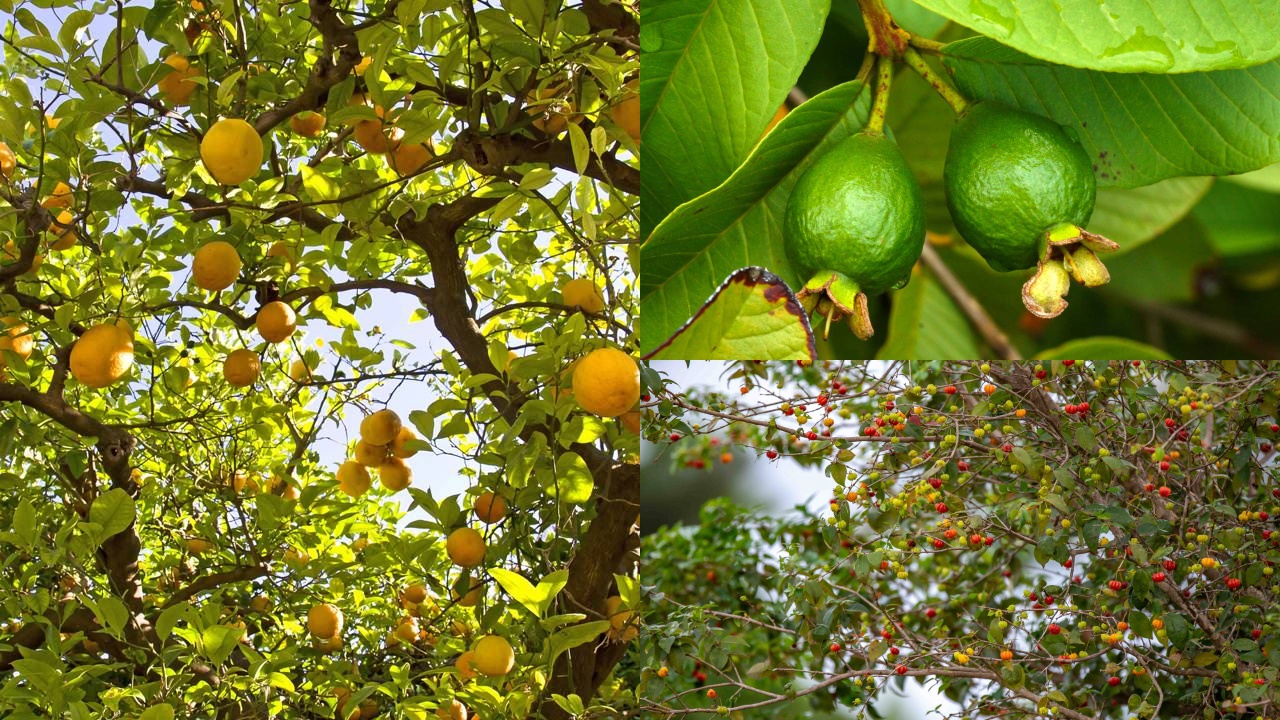 Jabuticabeira: A Joia Rara Que Nasce No Tronco - inspiração 2