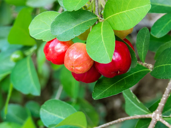 Amora Preta: Doce E Cheia De Antioxidantes - inspiração 2