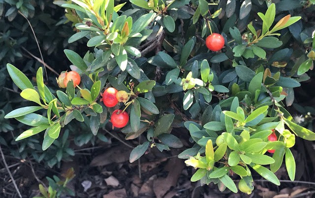 Aceroleira: A Campeã Mundial De Vitamina C - inspiração 2