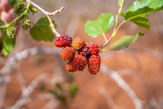 Morangueiro: Para Colher E Saborear Na Hora - inspiração 1