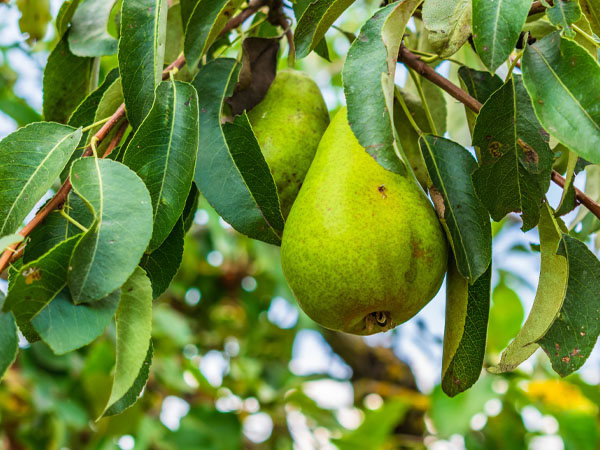 Maracujazeiro: Doce, Ácido E Relaxante - inspiração 1