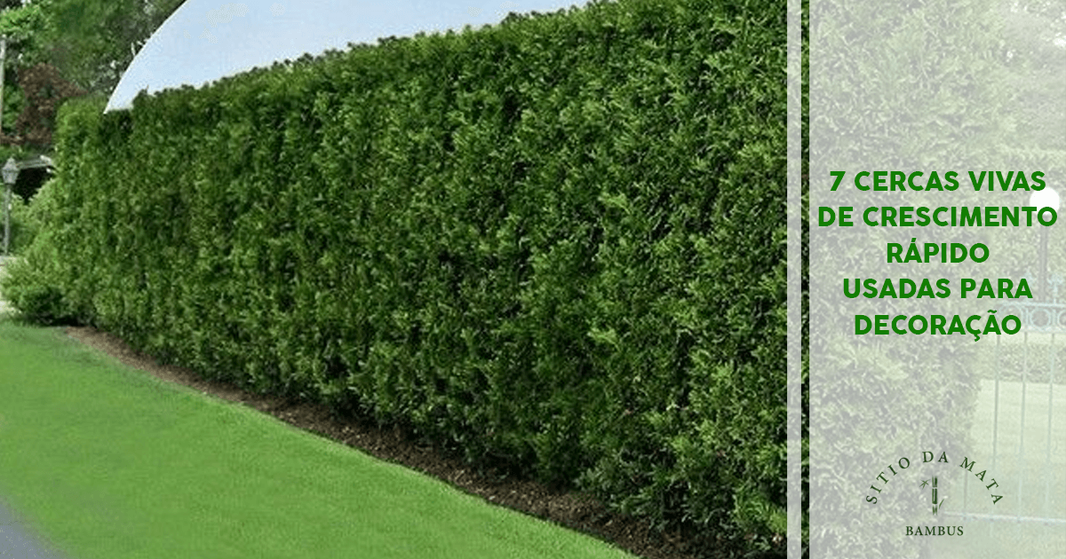 Manjericão Gigante: Sabor e Beleza em Tempo Recorde - inspiração 1