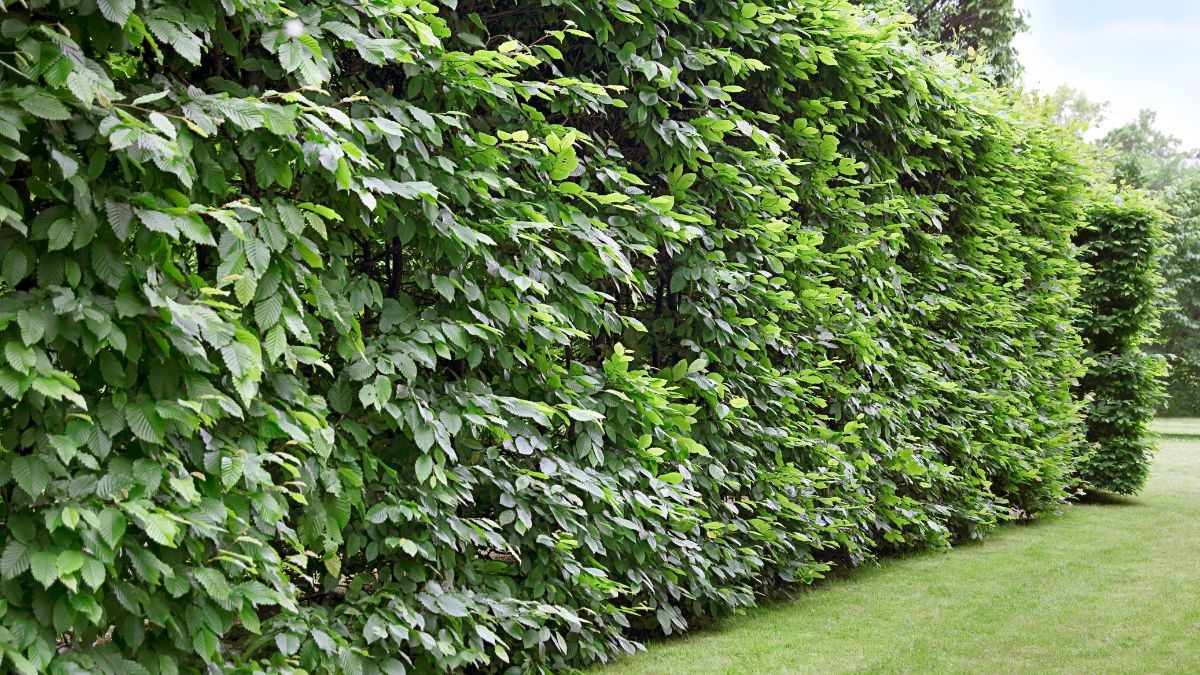 Espada de São Jorge: Resistência e Expansão Veloz - inspiração 1