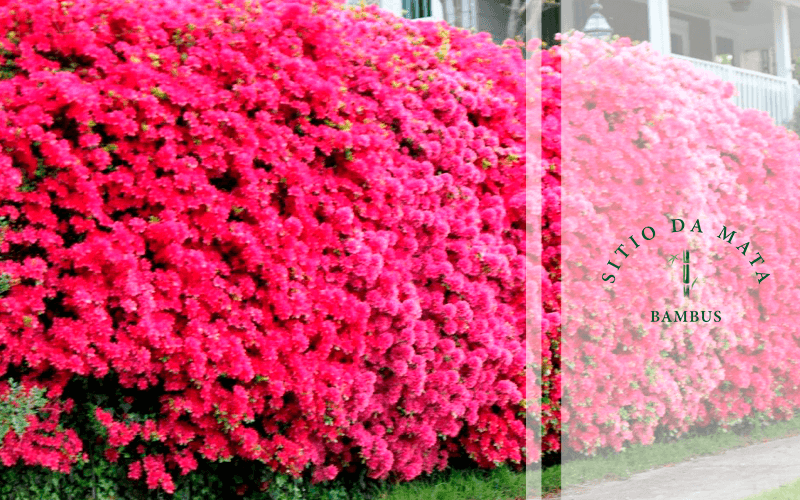 Ipê Amarelo Mirim: Um Toque de Cor que Cresce Rápido - inspiração 1