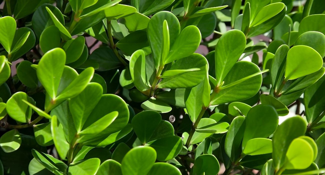 Hibisco: Flores Exuberantes e Crescimento Acelerado - inspiração 1