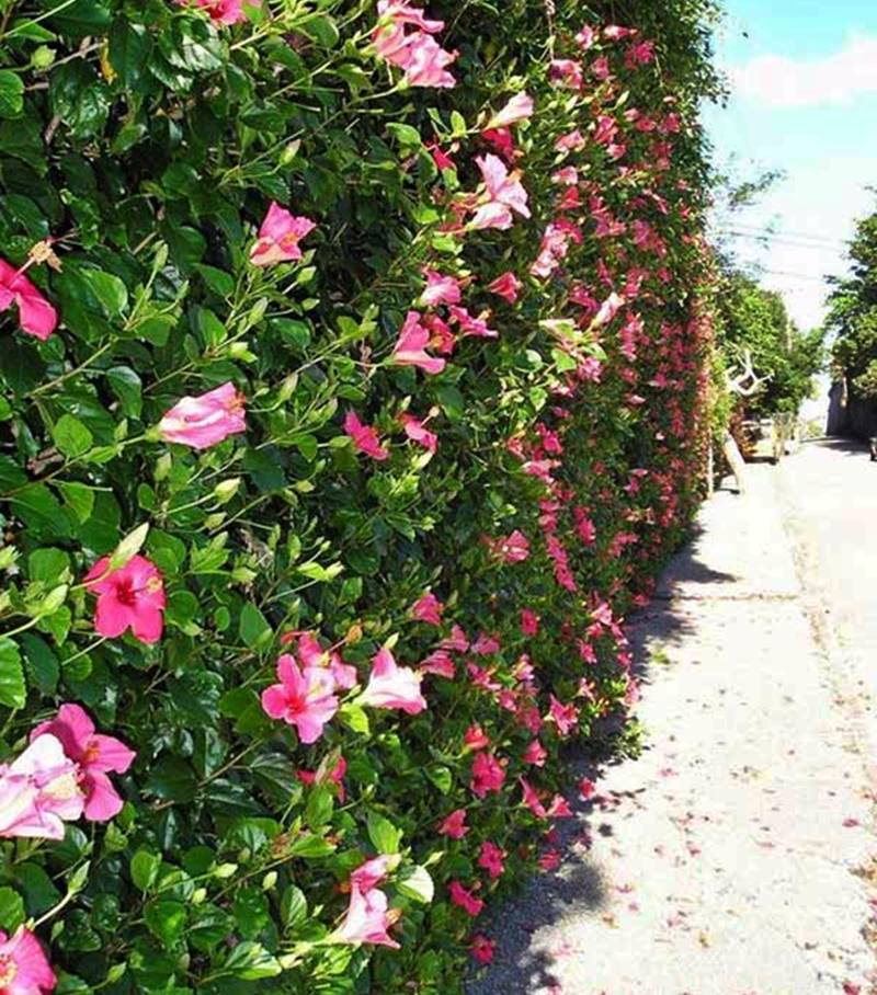 Murta: Folhagem Densa e Adaptação Surpreendente - inspiração 1