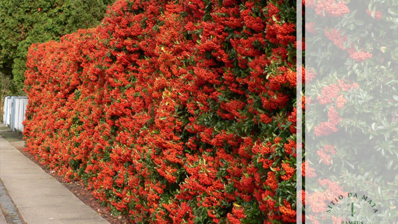 Podocarpo: Verde Duradouro e Crescimento Contínuo - inspiração 1