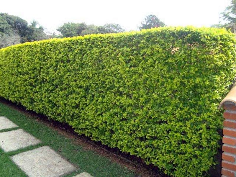 Podocarpo: Verde Duradouro e Crescimento Contínuo - inspiração 2