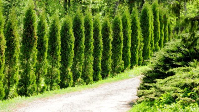 Tumbérgia Azul: Um Céu Florido em Pouco Tempo - inspiração 1