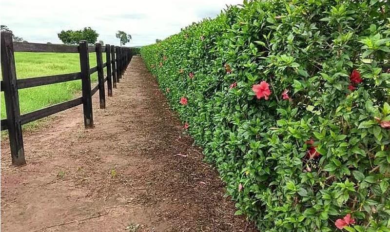 Tumbérgia Azul: Um Céu Florido em Pouco Tempo - inspiração 2