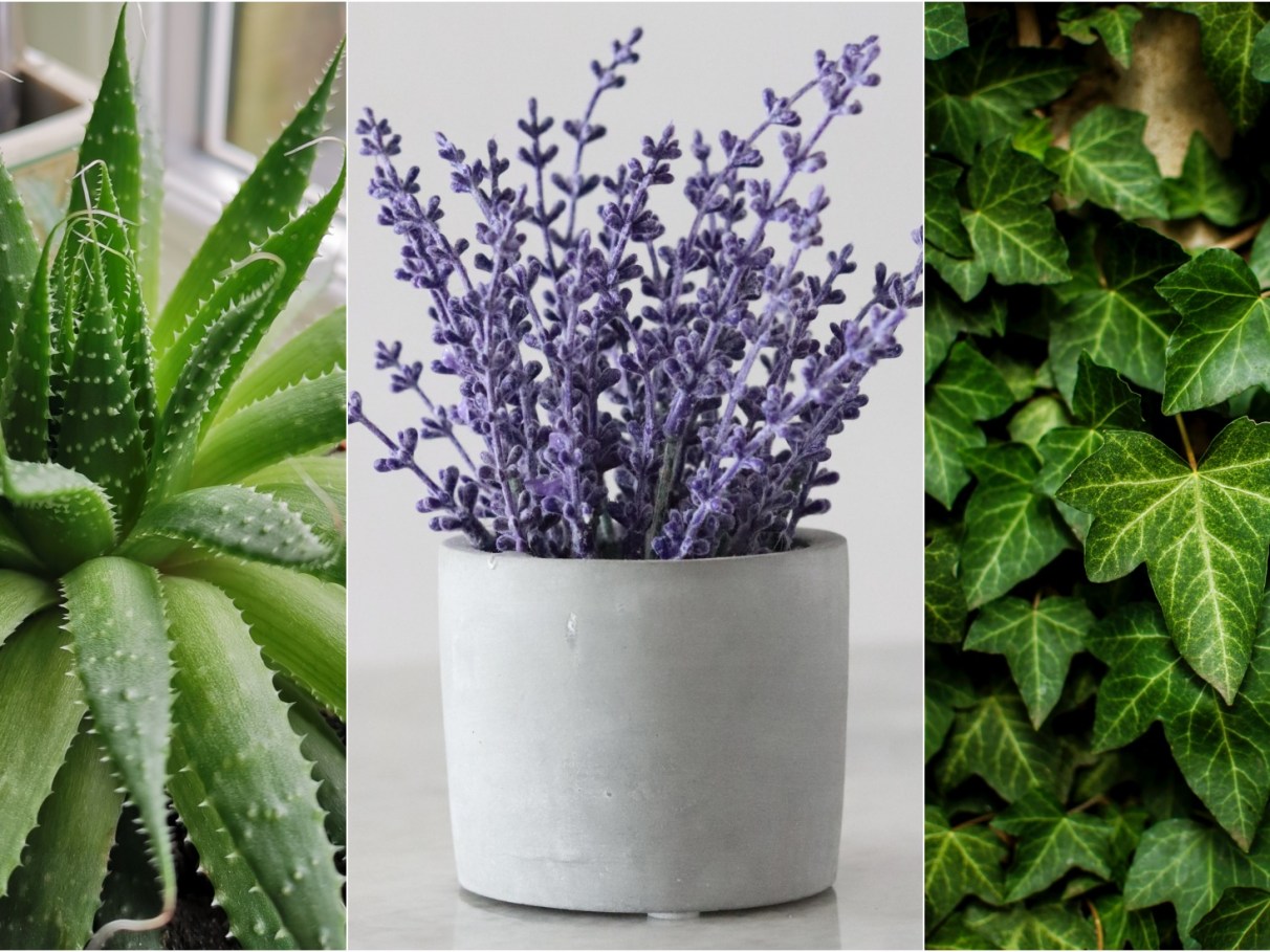 Jiboia: O Charme Verde Que Captura Formaldeído - inspiração 1