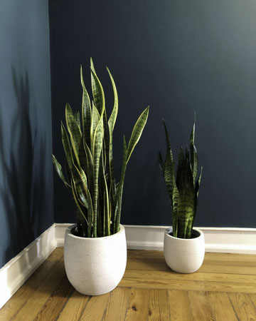 Jiboia: O Charme Verde Que Captura Formaldeído - inspiração 2