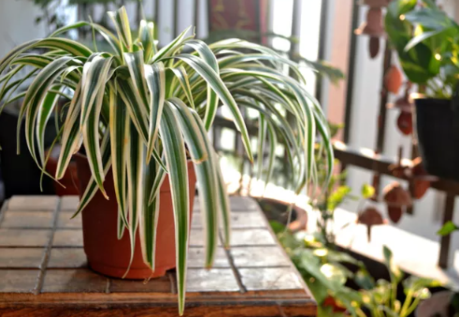 Lírio da Paz: Elegância Que Filtra Benzol e Outros Agressores - inspiração 1