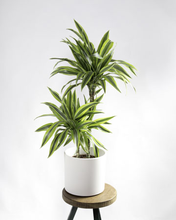 Pacová: A Beleza Brasileira Que Purifica O Lar - inspiração 1