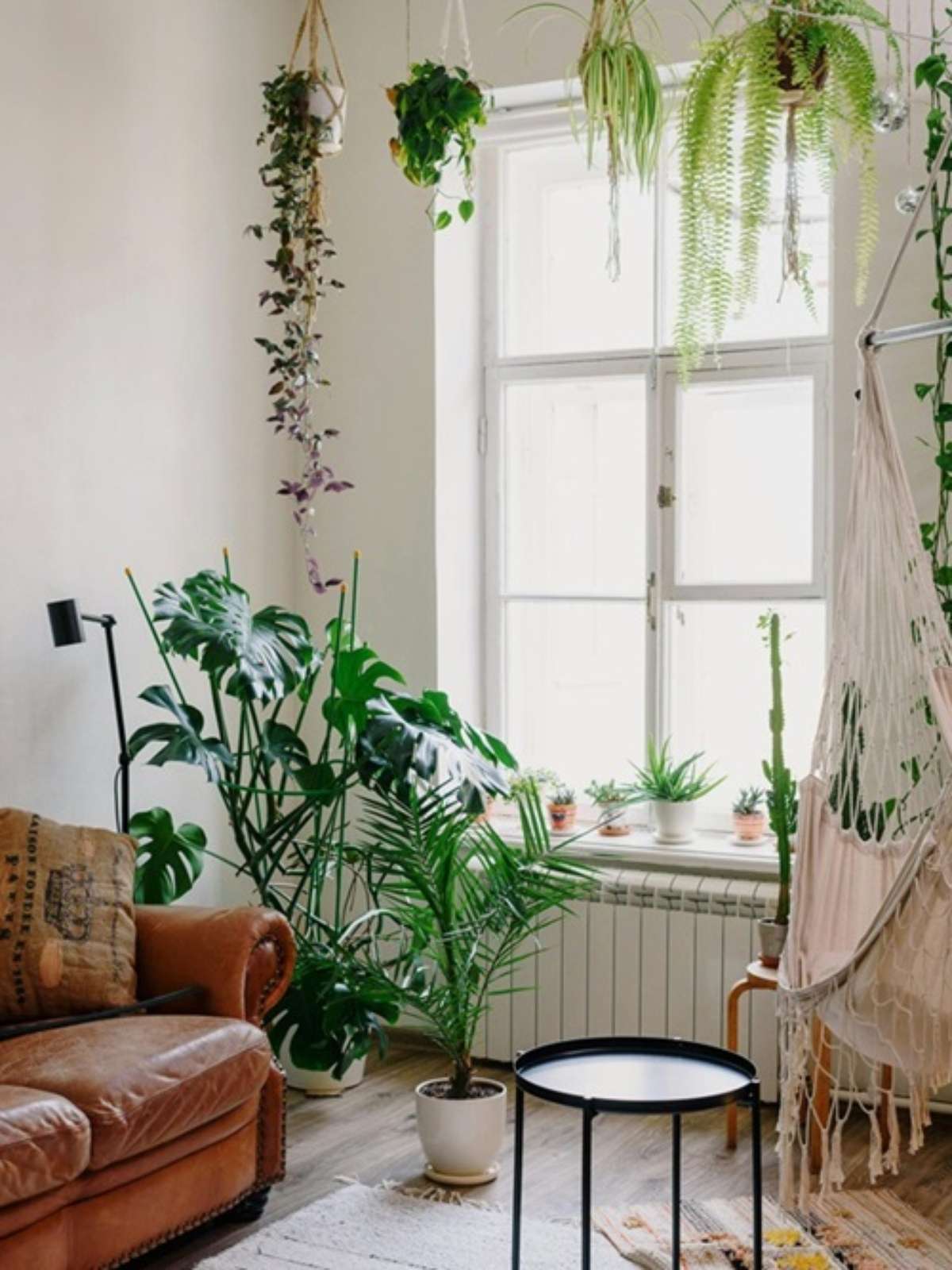 Samambaia: O Vaso de Frescor Que Reduz Poeira e Aumenta Umidade - inspiração 2