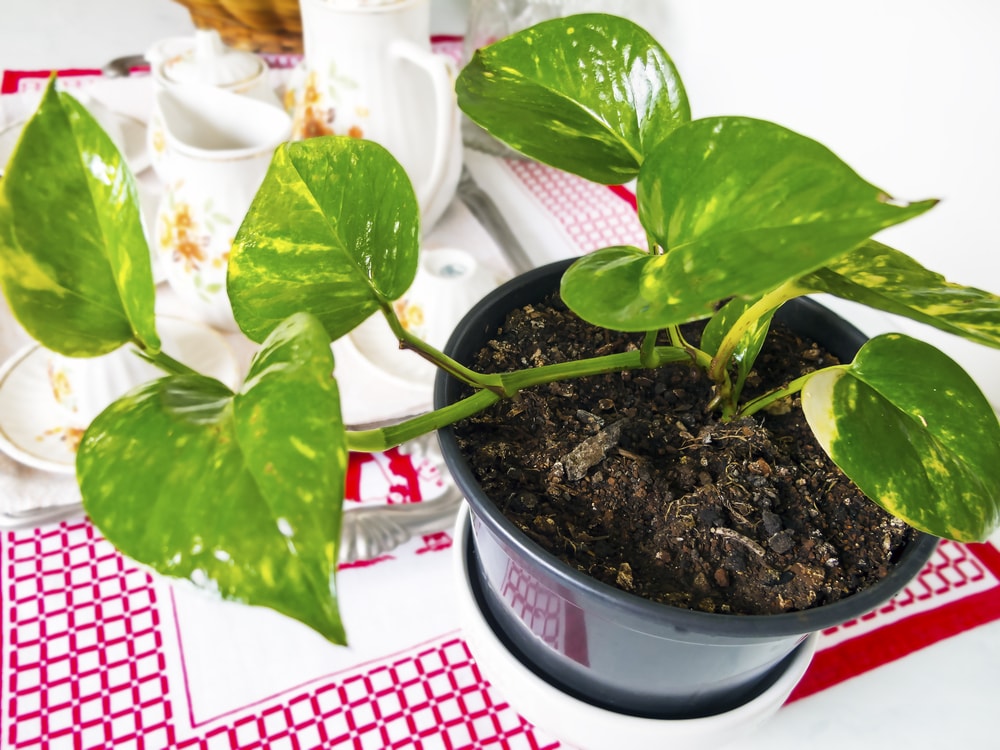 Azaleia: Um Esplendor Que Absorve Formaldeído com Delicadeza - inspiração 2