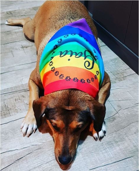 bandana para cachorro diy