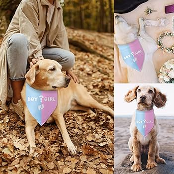 5 ideias de títulos