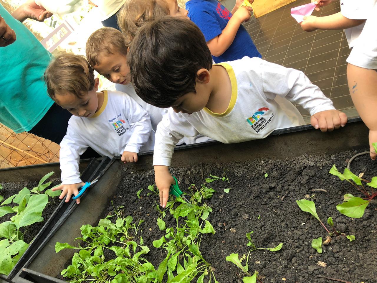 Jardinagem na Escola: Benefícios para o Desenvolvimento Infantil e a Consciência Ambiental