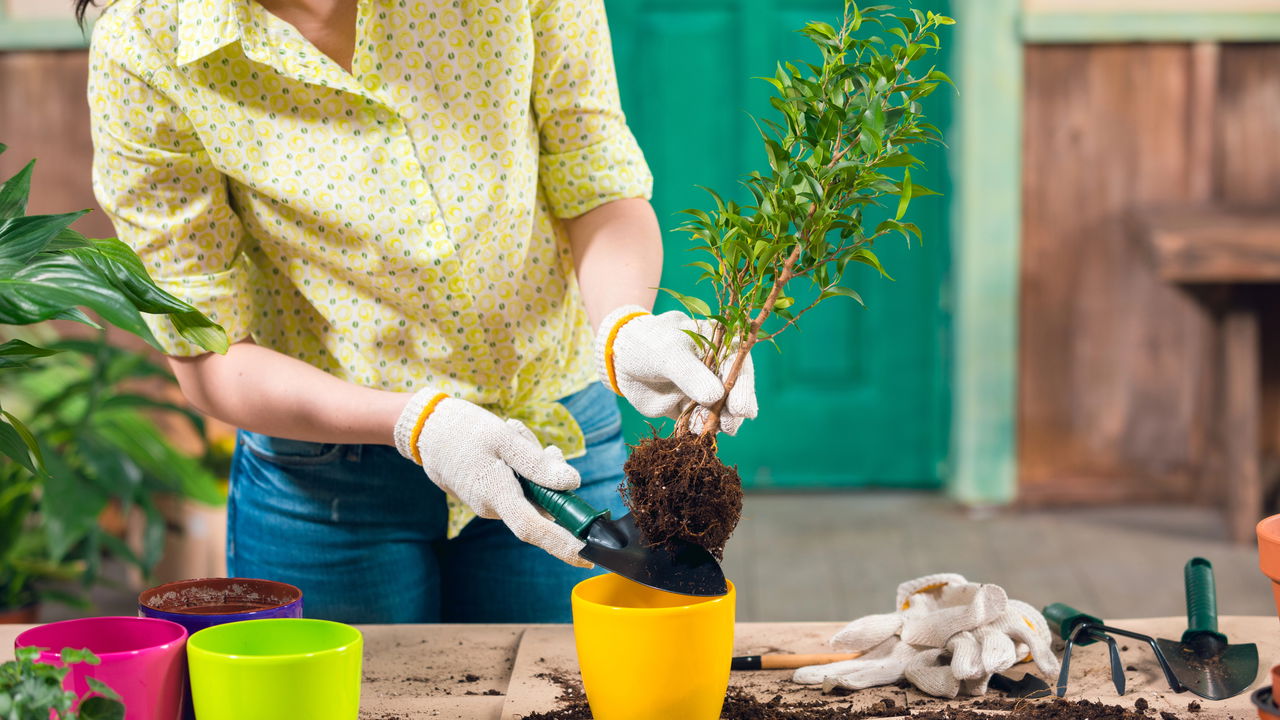jardinagem como terapia para ansiedade