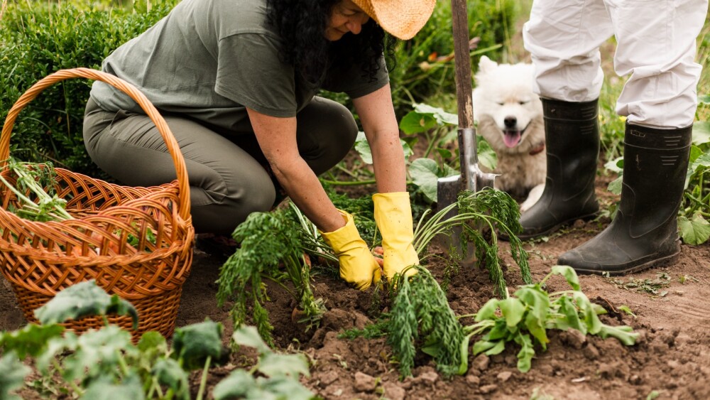 horta caseira para alimentação saudável