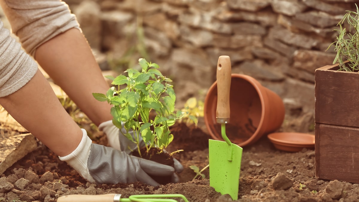 jardinagem como terapia para ansiedade