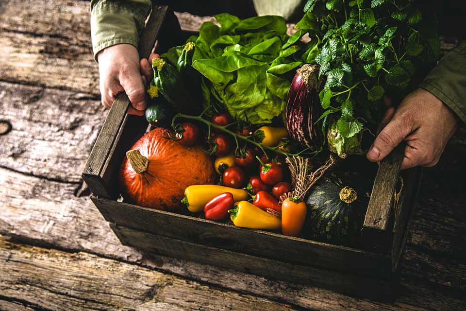 Receitas com ingredientes da estação