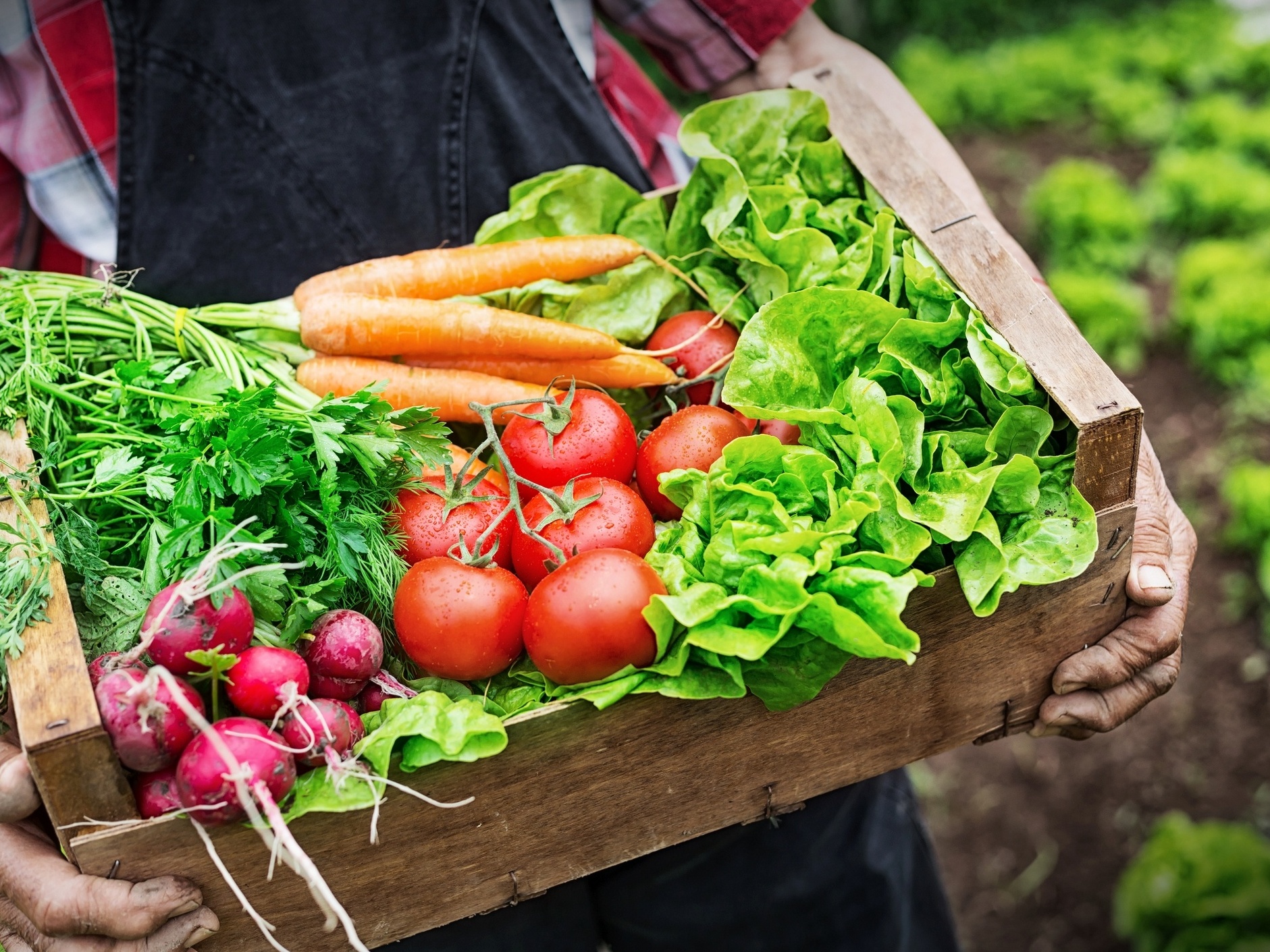 O impacto do transporte de alimentos na pegada de carbono