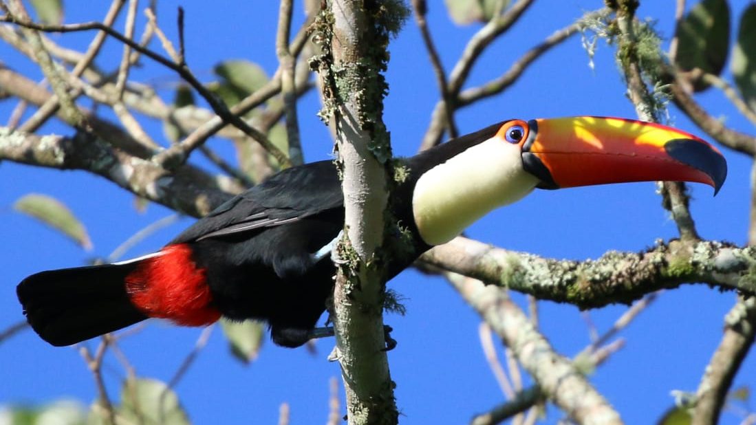 Benefícios de ter um hobby de observação de pássaros