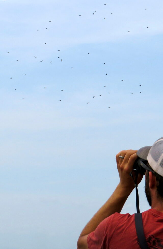 Birdwatching e Terapia: Uma Abordagem Natural para a Saúde Mental