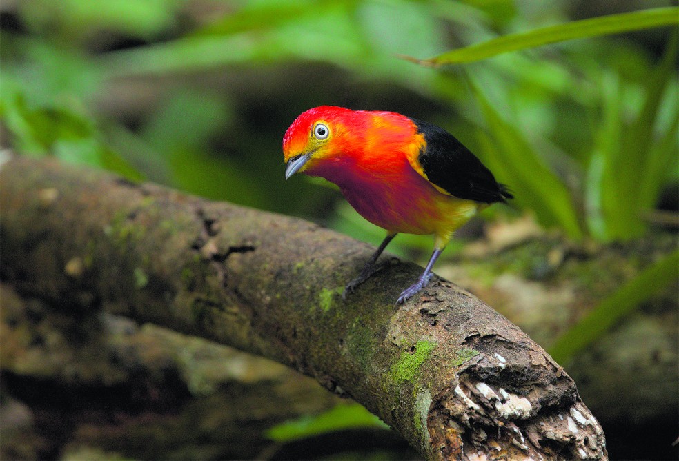 importância birdwatching infantil