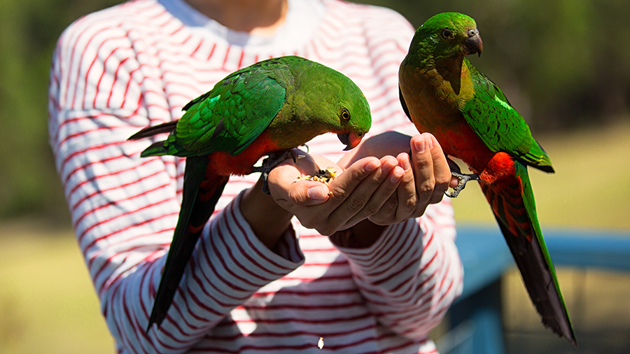 Benefícios de ter um hobby de observação de pássaros com filhos